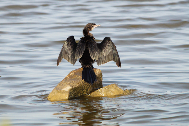 Cormorant (Suliformes)